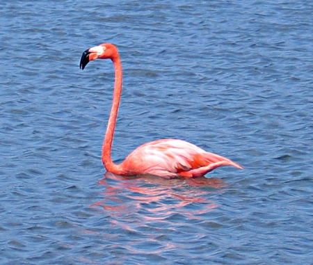 En av mange rosa flamingoer
